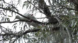 Recovering from calamity – Spoonbills rebuild after nesting tree collapses into river.