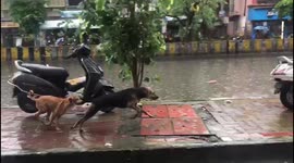 Doggo GP 2021! Dogge46 dominating the track from the flagoff!