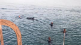 Playful Cornwall dolphin 'Nick' dies after collision with boat