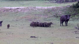 Wild boars stroll across forest cover in Sri Lanka