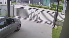 Pet tortoise breaks free from home by pushing open metal barrier