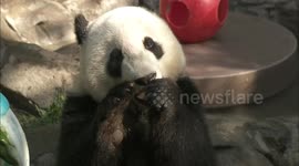 Check out the cuties in San Diego Zoo's Panda Trek