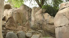 This Baby Klipspringer is Already a Great Climber