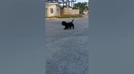 Tiny dog learns valuable life lesson when he tries to chase a big dog with big friends