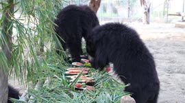 This pair of bears cools the heat by eating Watermelon Keetham Lake located on the Mathura-Agra border of UttarPradesh