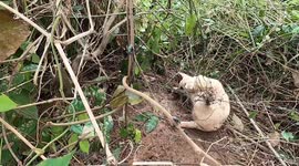 Dog stuck in wire rescued by brave locals in Thailand