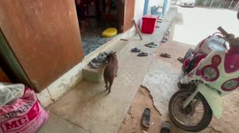 Adorable pet boar loves falling asleep in hot soapy bath