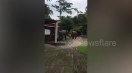 Angry wild elephant attacks MODEL jumbo after mistaking it for a love rival (with stills)