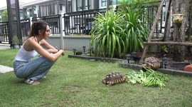 Pet tortoise escaped from home by pushing open metal gate (interview with owner / subtitles)