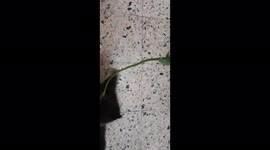 Egyptian Jhoney Enjoy Owner Night Games