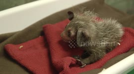 Watch this tiny baby aye-aye get weighed by keepers at San Diego Zoo