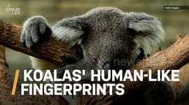 Ever Wonder What Animal Has Basically the Same Fingerprints as Humans?