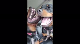 Sibling Rivalry , littermates Bea and Bruno cant contain their excitement to be spending the day together !