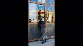 ''Woof! Customer Service, Please!' Dog Visits Favorite Coffee Shop for Treats '
