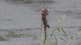 A cool cute lizard outsmarts some dogs that were trying to hunt him down, his secret weapon was staying still and staying cool.