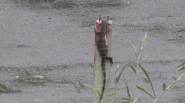 Funny smart lizard outsmarts dogs by staying cool and perfectly still on a post.