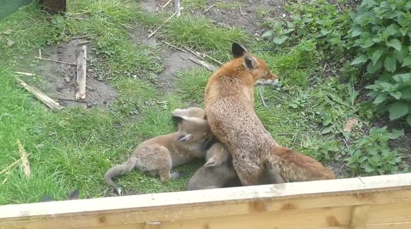 Fox vixen suckling many cubs, filmed in London.