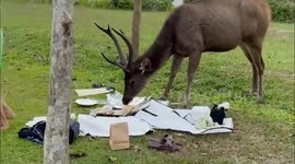 Wild deer interrupts family’s picnic and steals food in Thailand