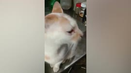 Pet cat that grew up with dogs baffles owner as she starts barking