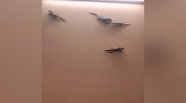 Gecko family hunts flying insects beside lamp in Laos