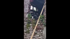 Swallows attacking our cat Gingerbread to protect their nest.