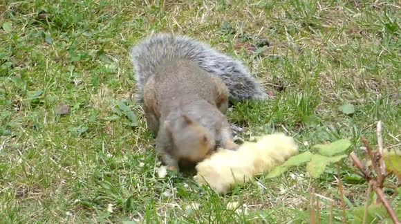 Grey squirrel eating a corn cob