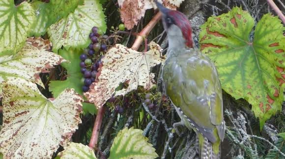 Green woodpecker eating grapes from a vine