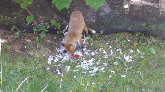 Fox cub eating a wood pigeon