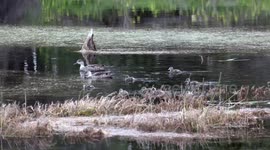 Wary Grey Teal pair guard their clutch of eight cute ducklings as they swim and feed