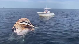 Watch ferocious Great White SHARKS feast on the carcass of a humpback whale