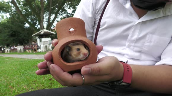 Dani the shy hamster prefers to stay close to owner when visiting the dog park