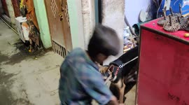 Playful Dog in the attraction for electrical shop outside