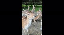 Милые животные, с таким усердием выпрашивают себе, свою порцию покушать