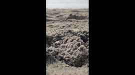 Turtle hatching time laps video