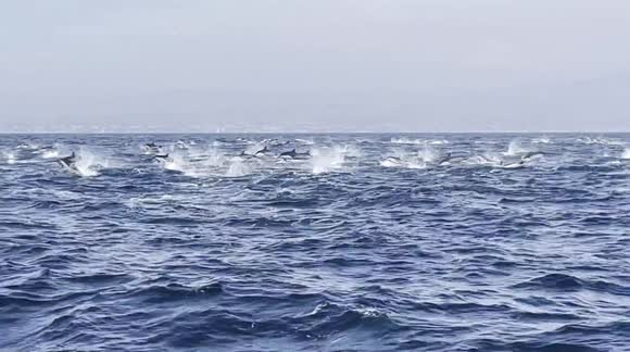 Water off coast of California appears to boil as hundreds of dolphins leap from ocean