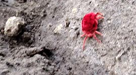 New making red insect