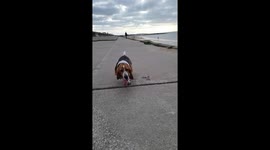 Incredible basset hound dog slow-motion ears and tounge in the wind