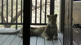 Incredible close encounter with leopard casually lying on deck of guest room in safari camp