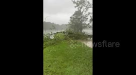 Tree fell when Hurricane Ida came to New Orleans, LA, USA