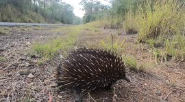 Awesome close encounter with wild echidna beside the road in rural Queensland, Australia
