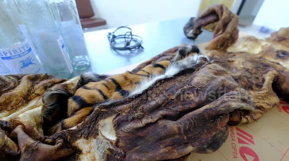 Tiger skin poachers arrested in Indonesia