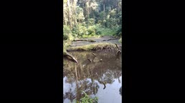 the black waters of the ikeke forest in shabunda