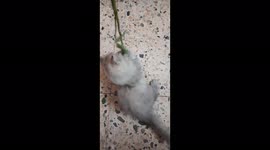 Egyptian Kitten Carla Play With Green Leaf