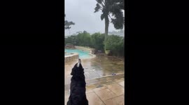 A dog watches the approach of Hurricane Ida in Metairie, US