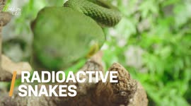 Radioactive Snakes Are Giving Researchers Insights Into the Fallout of the Fukushima Disaster Zone