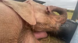 Orphaned albino elephant, Khanyisa, takes a nap on her play tire