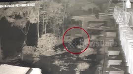 Black bear steals farmer's honey and damages beehives in southern China