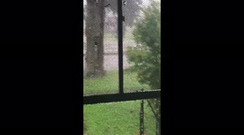 The bush rages from the strong winds of Hurricane Ida. New Orleans, Louisiana, USA