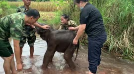 Local authorities rescue abandoned baby elephant in China