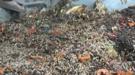 The profitable business behind maggot farming